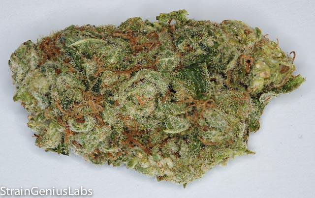 StrainGeniusLab's tweet image. Check out the TERRA OG we tested for The Green Rose THC: 21.58% CBD: 0.13% CBN: 0.06% #MMJ