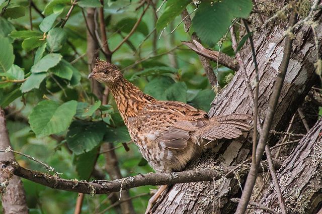 EnchantingNE's tweet photo. A grouse spotted in the trees along a dirt road on Moosehead Lake, Maine. *
*
*
*
*
#Maine #maine_igers #igersmaine #mainething #scenesofmaine #naturalmaine #ScenicME #mainetheway #maineoutdoors #vacationland #lovemaine #downeastdigest #mainetravelcollec… https://t.co/44s2Ir3XcI https://t.co/HAvJlytoGq
