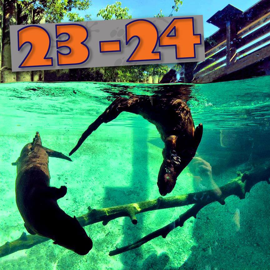 ZooMannMuseum's tweet photo. You OTTER swing by the Montgomery Zoo this weekend for Zoo Weekend, March 23-24. It is going to be awesome, plus me and my other OTTER buddy will be here. See you at the Montgomery Zoo, March 23-24. #mymgmzoo #ZooWeekend https://t.co/n8mCu4VIRO