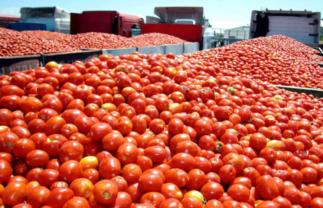 huerta_digital's tweet photo. Proyecto #GREENPROTECT - Convierten los residuos generados por el cultivo de tomate en un producto de bioprotección 🍅♻️ https://t.co/EvGLfL9Xbi ➡️ @Agroinformacio | @idainature https://t.co/awgf6YyDTO