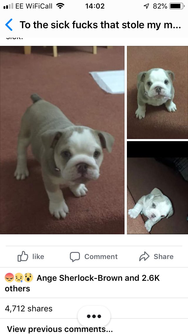 KarenFi51820768's tweet photo. What is going on in this Country this is horrendous I really can’t cope today 😭😭😭why would anyone steal a #puppy and then kill the poor thing and hang it back on their fence @rickygervais please #RT this and help find the evil shits that did this 😭😭😭 #AnimalCruelty #RT https://t.co/UNoeSceWKQ
