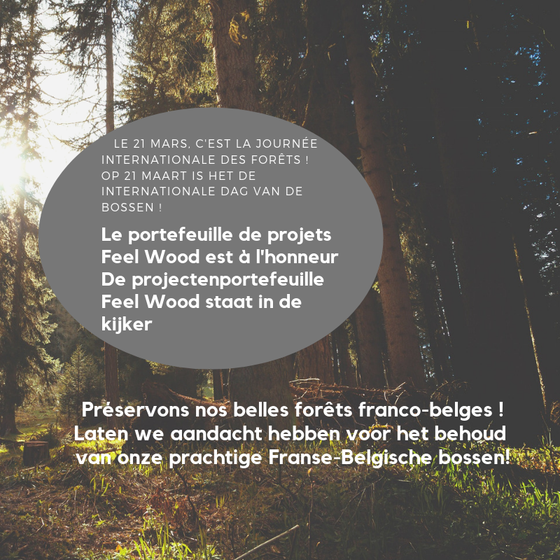 🌲🌳Vandaag 21 maart, zetten we tijdens de #Internationaledagvanhetbos #IDB2019, de projectenportefeuille #FeelWood in de kijker. #hout #boom #bos #houtindustrie #milieu #IntlForestDay 🌍. Ontdek alles over de Frans-Belgische 🇫🇷🇧🇪 houtindustrie : interreg-fwvl.eu/nl/feel-wood-u…