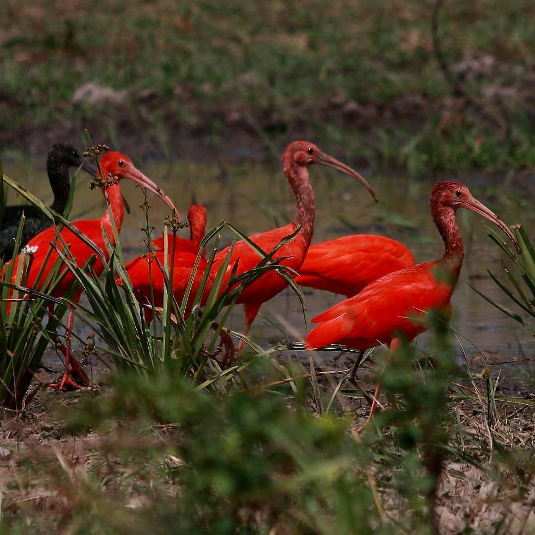 BusinessOrinoco's tweet photo. orocoras Llaneras, Una de nuestras aves preferidas en el llano, #Corocora, #Garza roja, corocoro rojo, también llamado #IbisEscarlata, sidra o guará, es una especie de ave nativa de Sudamérica. 📷 @_llano_adentro
#PLATANO #AGRONEGOCIO #CORABASTOS https://t.co/skmi3sjxH6