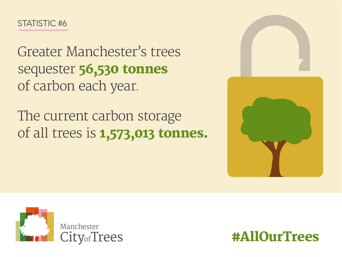 CityofTreesMcr's tweet photo. Did you know that Greater #Manchester's trees sequester 56,530 tonnes of carbon each year. Find out more - https://t.co/i4256PfdKa #GMGreenCity @GMLowcarbonhub #AllOurTrees https://t.co/oV6Ks70RRW