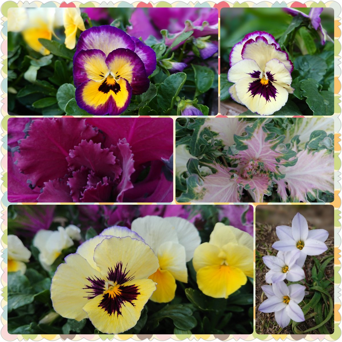 しろくま 秋に種をまいたパンジーや葉牡丹が成長して 庭先が彩りよくなってきました パンジー は もっとカラフルな 赤やピンクのものが出てくると思いきや 紫や黄色 白 オレンジ 淡いピンクしか まだ咲いておらず 咲くかなぁ 春