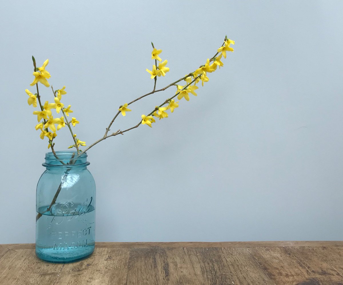 Ellie Tennant (@ellie_tennant) on Twitter photo Forsythia and freshly-painted kitchen walls in @FarrowandBall  Pavilion Grey - Spring has sprung Forsythia and freshly-painted kitchen walls in @FarrowandBall  Pavilion Grey - Spring has sprung