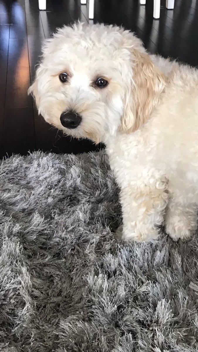 Scooter - the best dog ever!