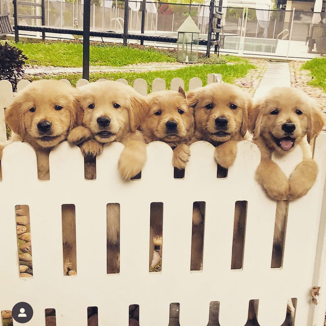 DogsFans1 tweet picture