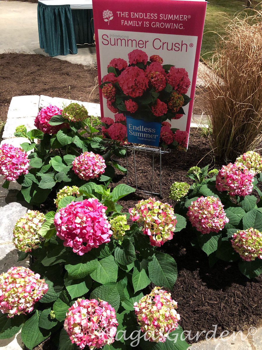 gagasgarden's tweet photo. Love from @BaileyNurseries @ChicagoFlower 

XOXO #EndlessSummerHydrangeas 

##chicagoflower #getgrowing #flowertales #spring #hydrangeas #chicago #xoxo https://t.co/ynk4LAj1U7
