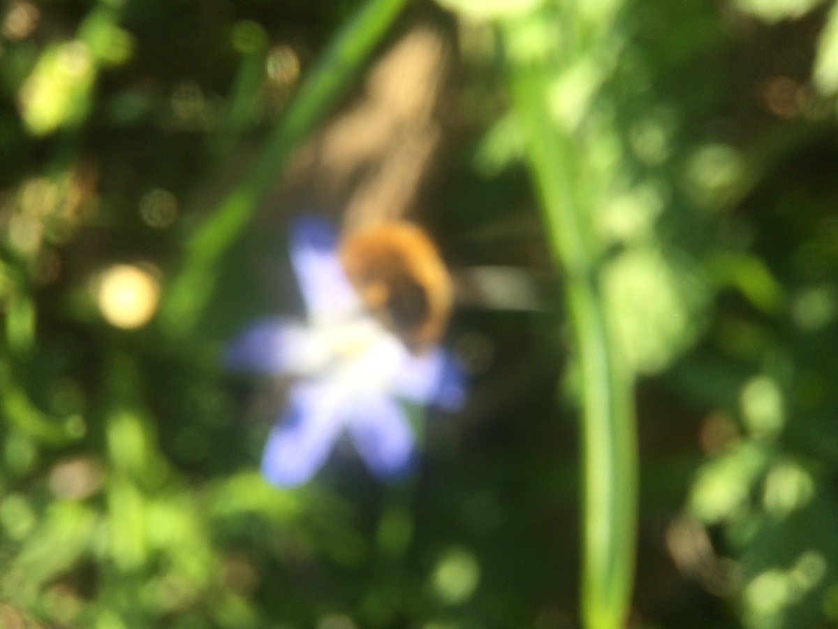 riffbugs's tweet photo. Went looking for a #beefly, @flygirlNHM. I think I found one, but I was too slow.
#springeatch #YearOfTheFly https://t.co/2ror2astft