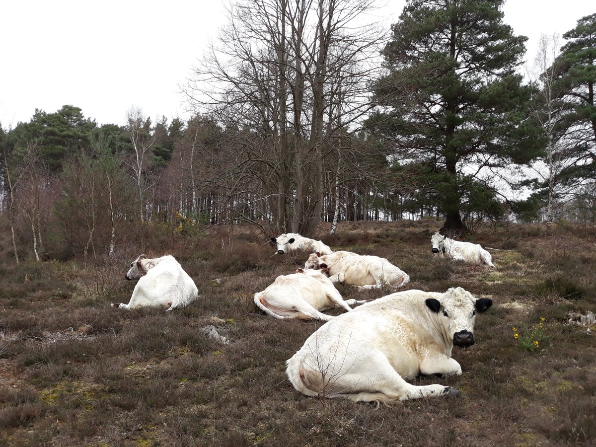 Our cattle at Stedham taking a break...