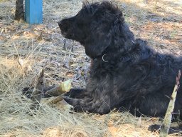 dog_association's tweet photo. Yesterday I was meeting with Happy Wyatt from Georgia Grown. We toured my bamboo groves to harvest a few bamboo shoots. Shaggy stole a moso bamboo shoot from Happy's bucket and lay down in the hay to eat it. Myself, I prefer to eat cooked bamboo shoots.#successtrain#bamboofarmers https://t.co/IAchkxTDBB
