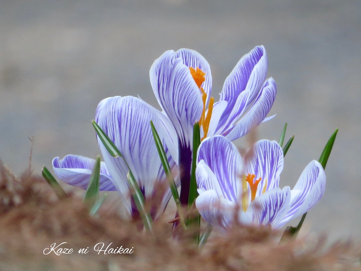 ユニーク春サフラン花サフランの別名がある花は すべての美しい花の画像