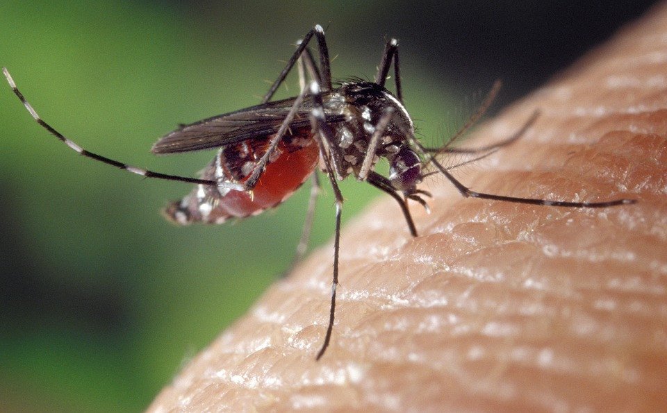 MEMOPIXcom's tweet photo. Protection from insect bites with natural mosquito repellents based on essential oils,  🐝  for travel at home and abroad https://t.co/JH5veDOkSi https://t.co/vvKdcfSFcr