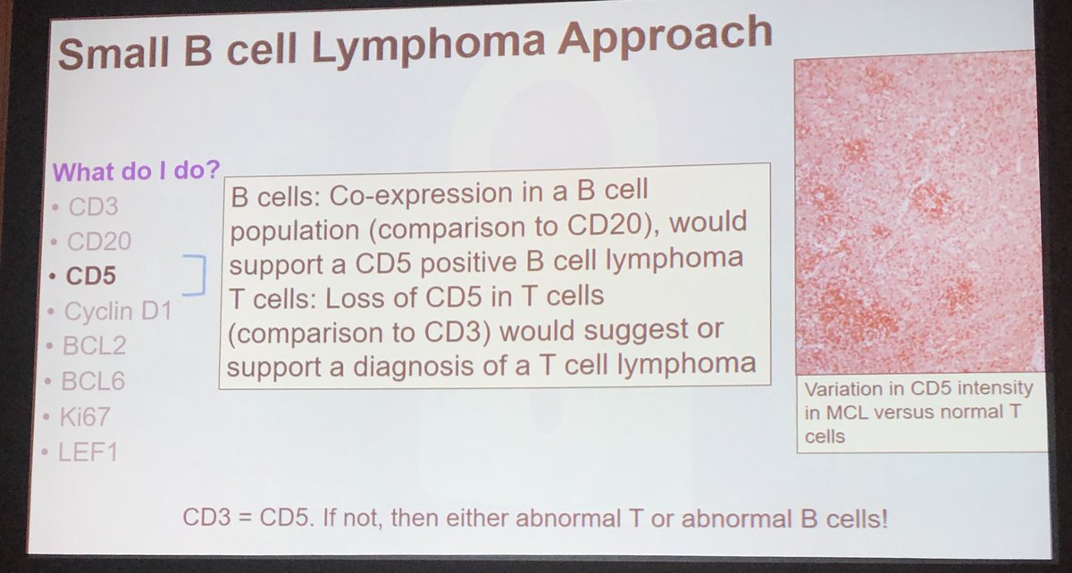 a general IHC approach to lymphomas
