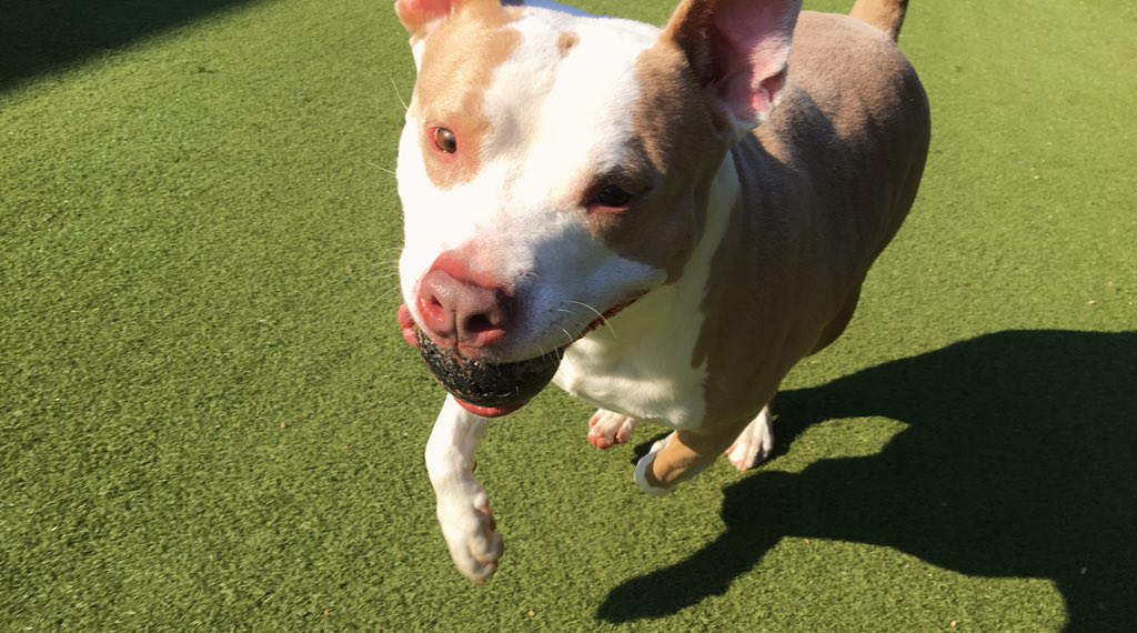 petparadiseATL's tweet photo. It’s a beautiful morning in paradise! Come play with us! #atlanta #doggydaycare https://t.co/VodmDvF6P8