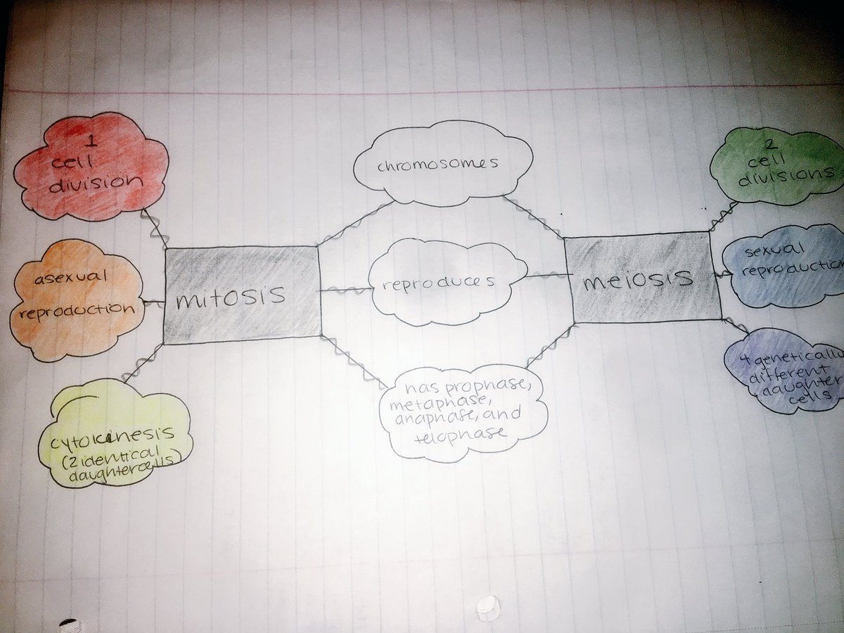 mbhs_earle's tweet photo. AVID strategies on high in Biology today! #BioOrBust #Meiosis #AVID #BlairScience @Blair_Science https://t.co/LODl7Qzmvz