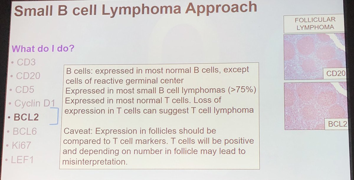 a general IHC approach to lymphomas