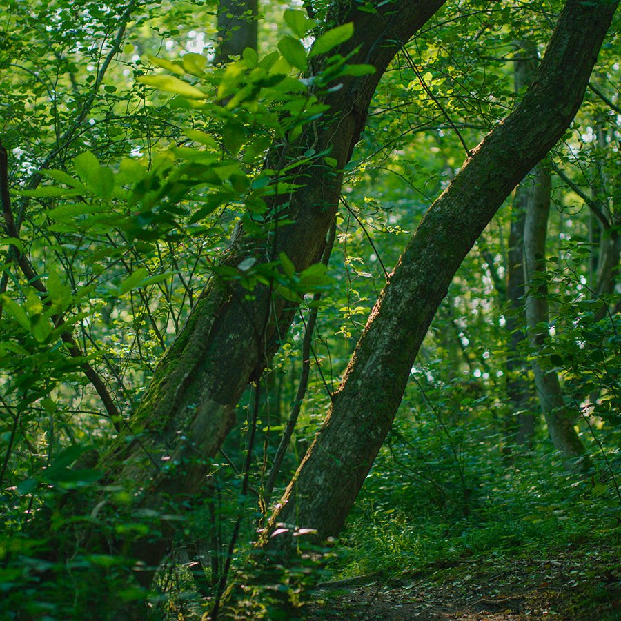 NatForestCo's tweet photo. Happy #InternationalDayOfForests! 🍁🌳

Trees are vital to our world. Supporting wildlife, providing clean air, improving water quality and so much more. Remember to celebrate trees today, and every day, so that we can all strive to a greener future. https://t.co/mV6m9mtDK4