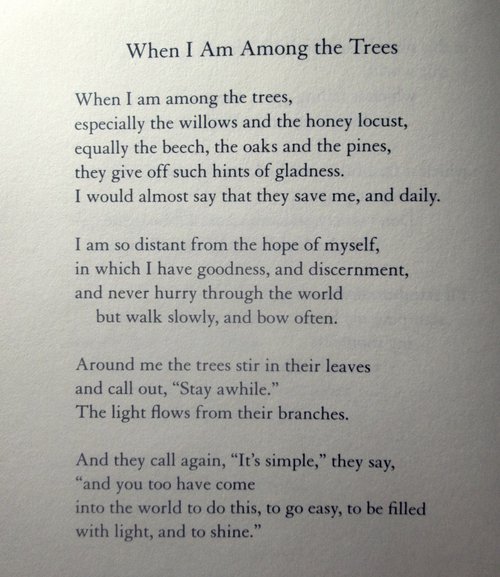 'When I am among the Trees' - Mary Oliver

#wereldpoeziedag 
#internationaledagvanhetbos