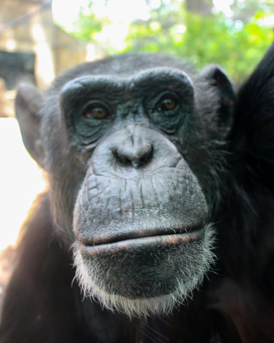 ChattChimp's tweet photo. @Chatt_SnowCat When you accidentally switch to front camera but you look cute today. https://t.co/YDFdZcK1FU
