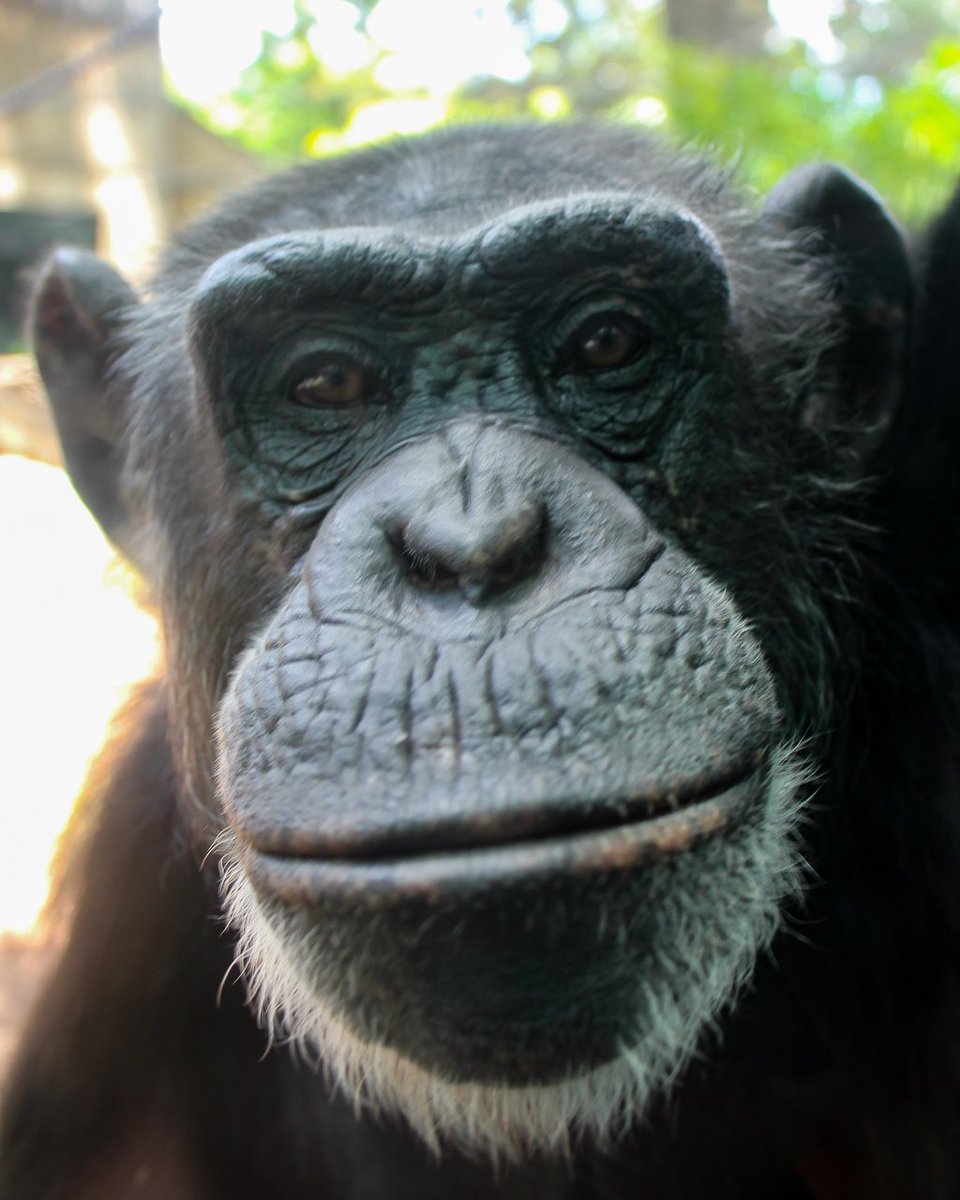 ChattChimp's tweet photo. @Chatt_SnowCat When you accidentally switch to front camera but you look cute today. https://t.co/YDFdZcK1FU