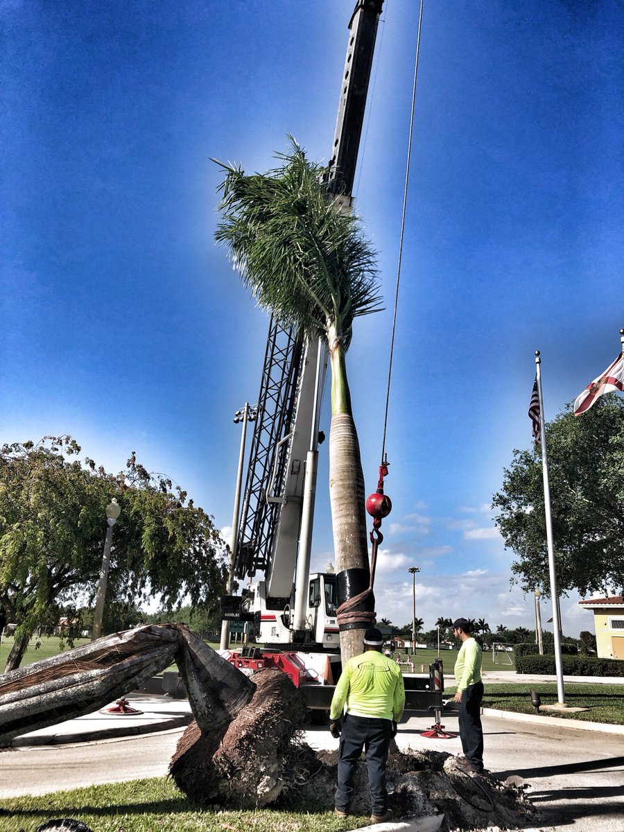 GreenSourceInc's tweet photo. Large Royal Palm installation by our team #GreenSource #SoFL #PalmInstallation https://t.co/ofxYKfCNhX