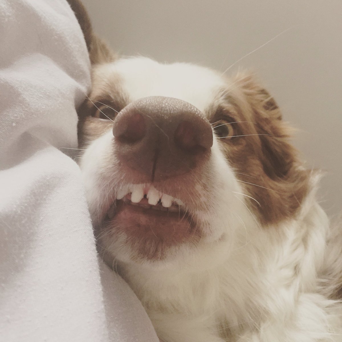 VirtuallyPainls's tweet photo. @TheVauk @businessinsider Mabel says hi! https://t.co/VnpSmMla6W