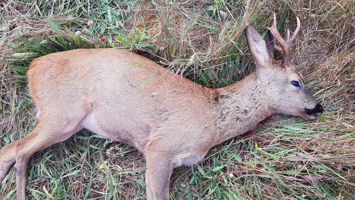 OUTDChannel's tweet photo. Hunting Chef and his head stalker Ben are on the hunt for cull Roe Bucks during the August rut. But will they get to feast on a Huntsman's Breakfast of liver, kidney, and heart?

@FarmingTheWild | 1:00 PM ET https://t.co/2E4u7bZCBN
