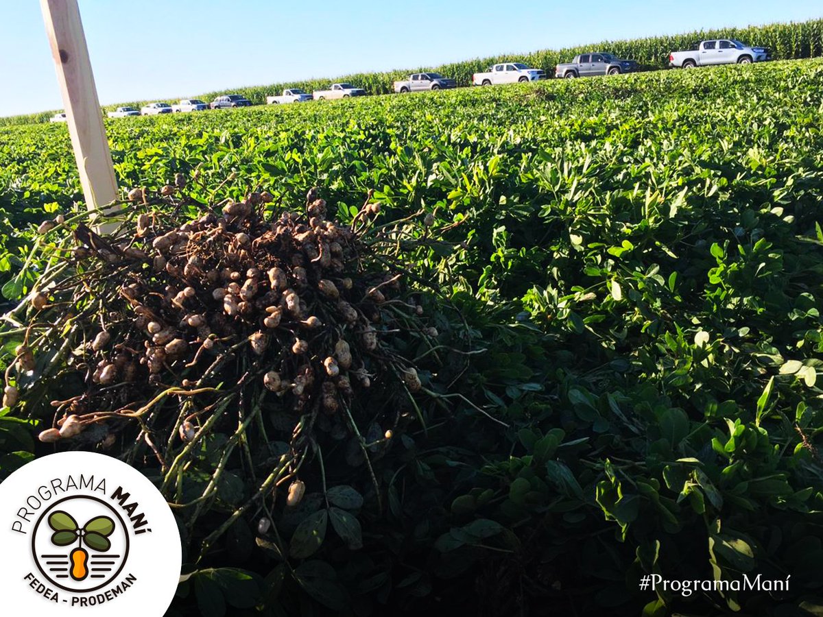 fedeaagro's tweet photo. 👉Nuevas Propuestas 👉Nuevos Servicios
#ProgramaMani #FedeaProdeman
.
Jornada a campo en Trilí #lapampa
✅Variedades
✅Tratamientos
✅Inoculación
@manikingoficial @Paulo_Antonucci @Gdcavigliasso https://t.co/PguY8rNw8s
