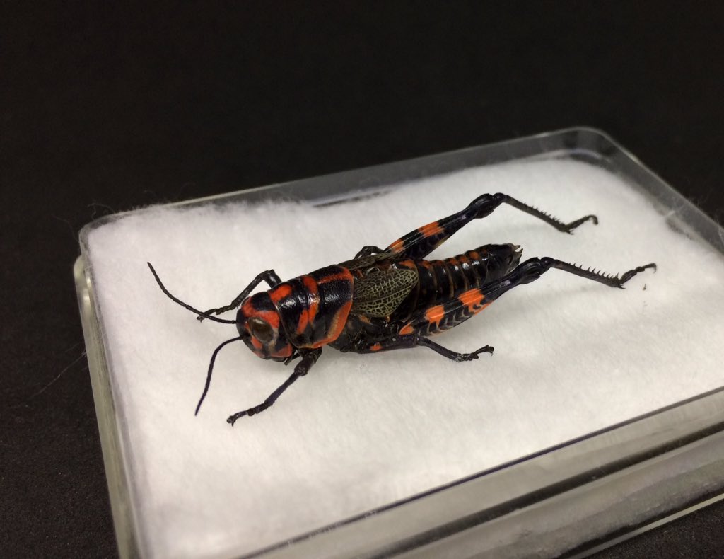 るーとびあ 僕の昆虫標本を見て 串刺して殺してると勘違いして可哀想だと言ってくる人はまぁ分からなくもないが 小学校の担任が 何採ってるの 蝉の抜け殻です 可哀想だからやめなさい って言って来た時は 生き物に関心がない人って るーとびあ 僕の昆虫標本を見て 串刺して殺してると勘違いして可哀想だと言ってくる人はまぁ分からなくもないが 小学校の担任が 何採ってるの 蝉の抜け殻です 可哀想だからやめなさい って言って来た時は 生き物に関心がない人って