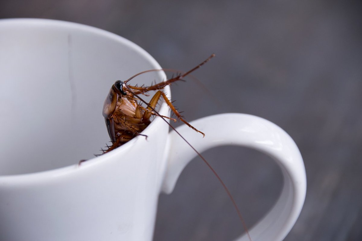 #Cockroaches can squeeze into home appliances, electronics, and these other surprising areas in and around your home: ow.ly/FC3330o5mUg