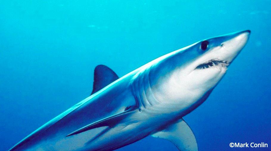 NEWS RELEASE from <a href="/IUCNShark/">IUCN SSC Shark Specialist Group</a>: Shark Overfishing Reflected in Updated <a href="/IUCNRedList/">IUCN Red List</a>: Experts call for conservation action as more species (including Mako Sharks) qualify as Endangered iucnssg.org/press.html