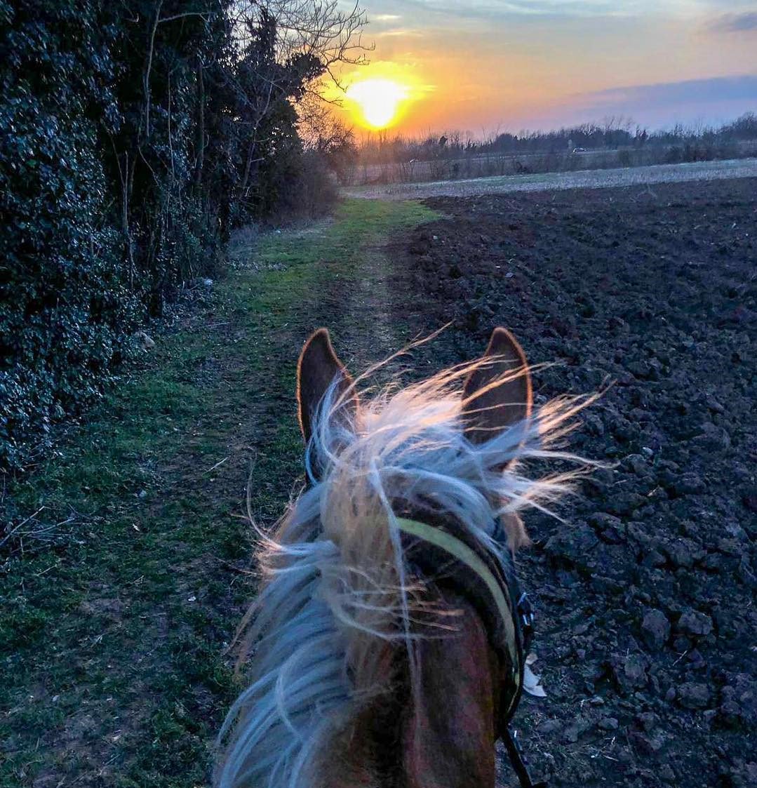 VisitFVG's tweet photo. Corriamo liberi verso la fine del giorno! 🐎
Buona serata #FVGlive dalla campagna nei dintorni di #Udine
Ph. (IG) 📸 eleonora.zamparutti
#slowFVG https://t.co/mIXHlVoHlG
