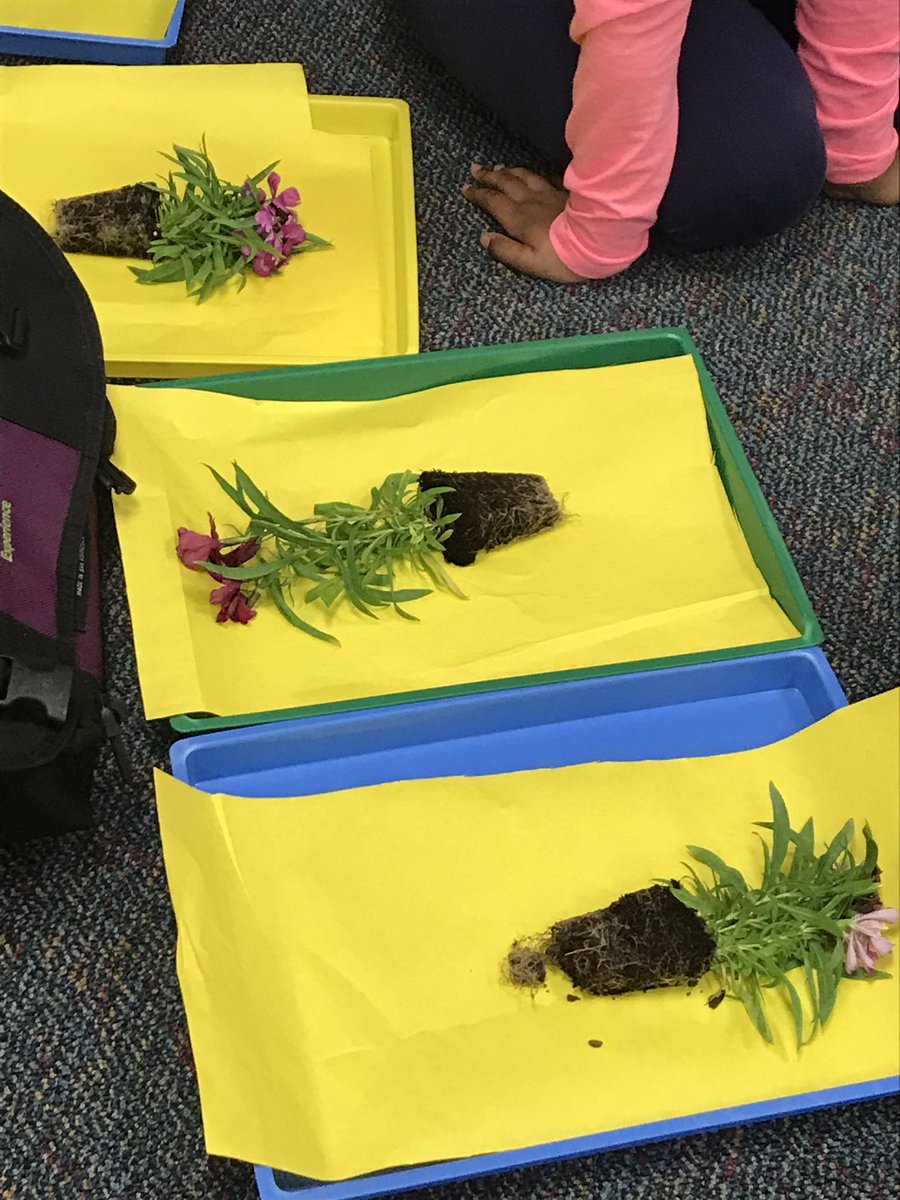 DeeMock's tweet photo. @CFISDScience @HorneElementary Learning about plant &amp; animal structures and function! Eco-columns fun! https://t.co/kjdGpTA3MG