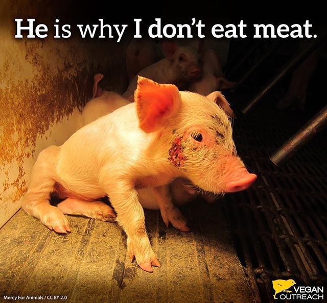 celisemccarthy's tweet photo. #choosecompassion #govegetarian #govegan #alllivesmatter #animalshavefeelingstoo #animalsfeelpain #animalsfeelfear #animalshavesouls https://t.co/gcxDXjgMbN https://t.co/1XSzCoEt3D