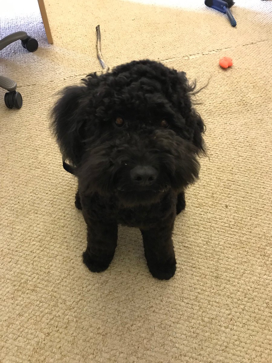 EyasLtd's tweet photo. Another super busy week at #EyasHQ this week, but look who’s had his first haircut...

#OfficeDog #EyasTeam #EyasEvents #EyasEventManagement https://t.co/5uRyOEeR9A
