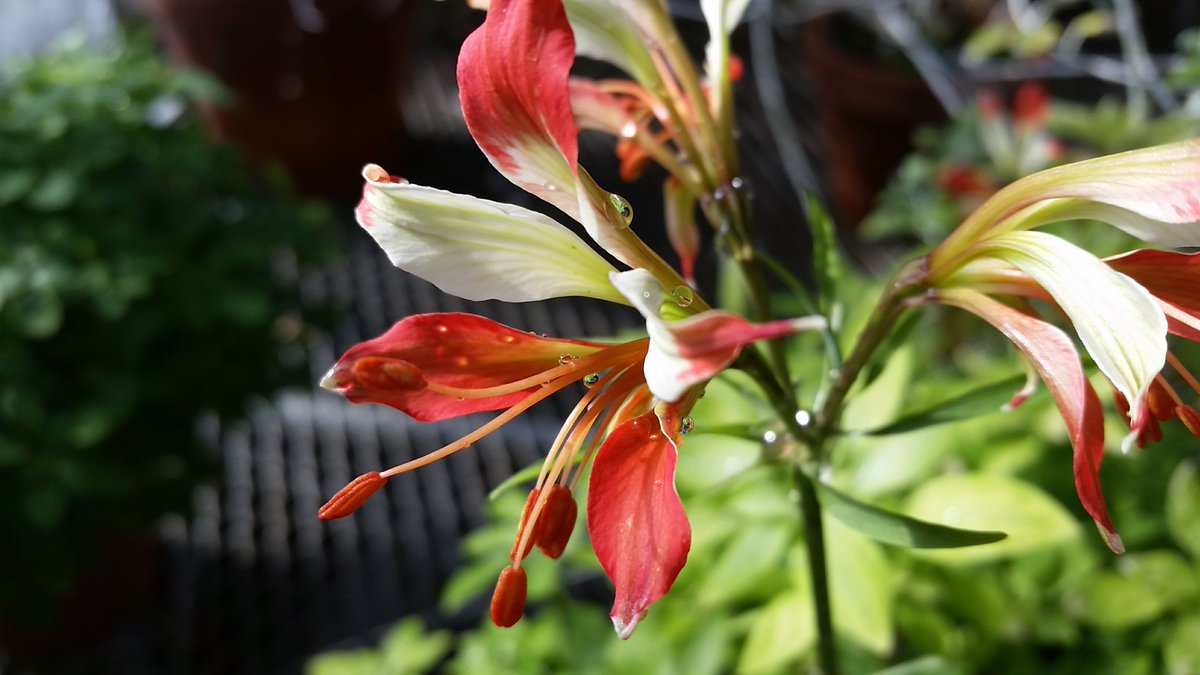 mimulusly's tweet photo. I've decided to work my way through some plant families in what I'm calling the  #AngiospermAlphabet--one flower photo per day. First up: A is for #Alstroemeriaceae! #Alstroemeria #botany #uconneeb https://t.co/sJScmF5PJ5
