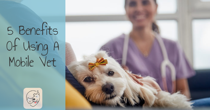 5 Benefits Of Using A Mobile Vet

Introducing the concept of mobile veterinary clinics, where the doc (and the equipment) come straight to you!
softspotapp.com/5-benefits-of-…

#dogs #pets #vets #cats #dog #cat #veterinary #petparents #petcare #petcareservices #petparent #petstyle