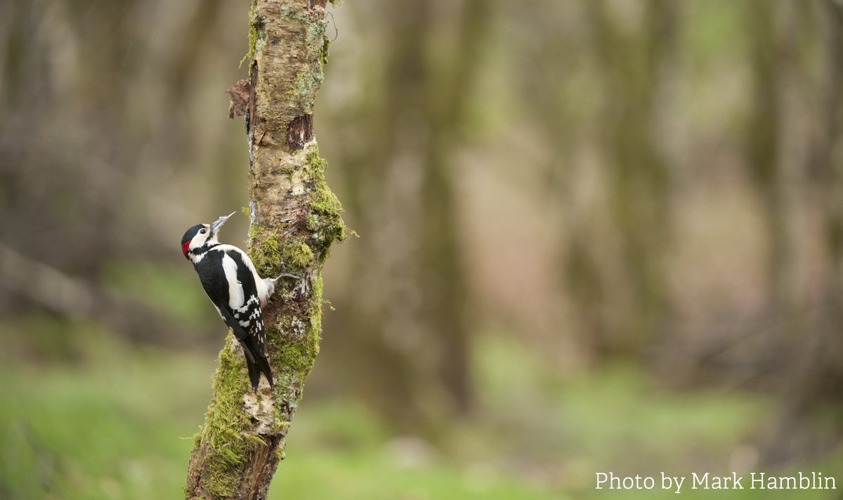 KentWildlife's tweet photo. #DidYouKnow? 53% of woodland species have declined since the 1970’s - isn't that's a scary statistic? Your support can help us to protect these special places for the future. https://t.co/7Gk1bCfGgq