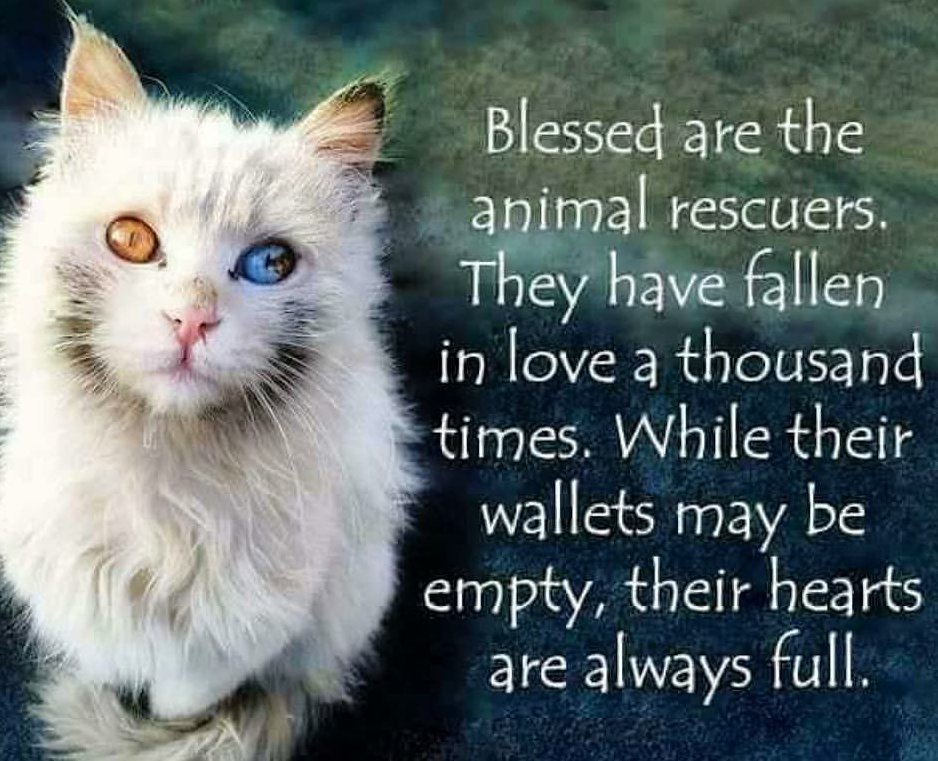 StopKillingAnimals tweet media