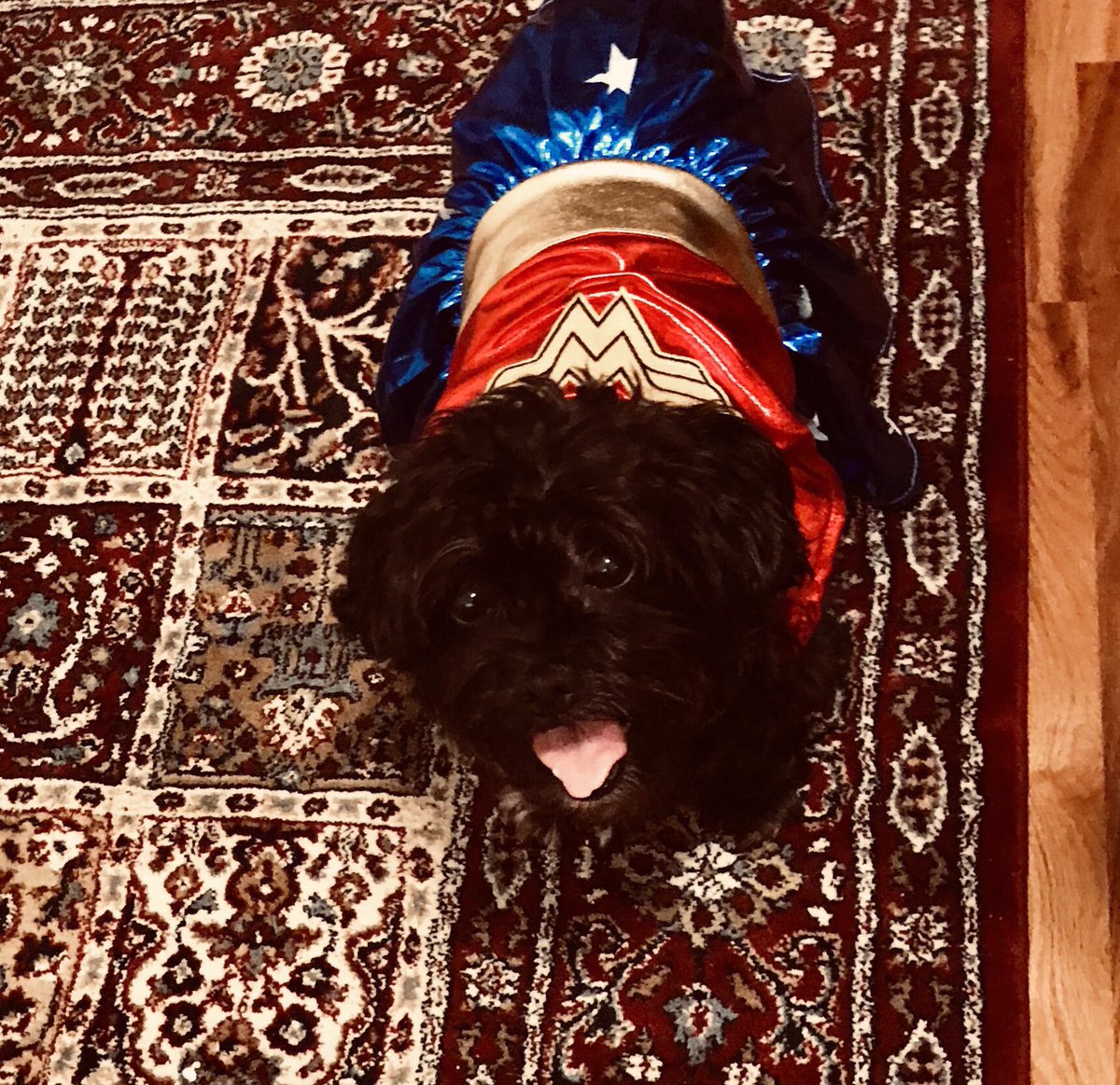 MegaInfinityUSA's tweet photo. Look at this girl! It’s her BIRTHDAY!! She’s 10. 💕 #megapup #birthdaygirl #WonderWoman https://t.co/rbJbip8cEg