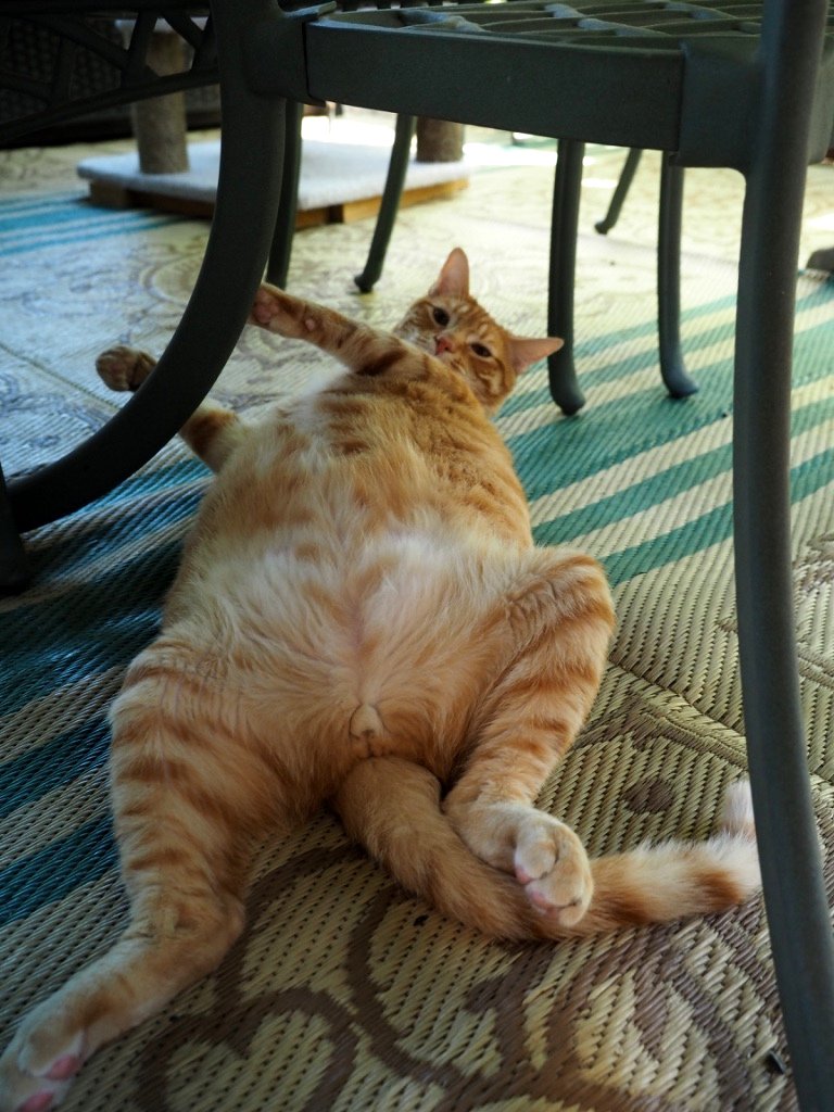 KittiesBlue's tweet photo. @MagyckMoon You and our Cooper Murphy are twins. It's a ginger cat thing. @KittiesBlue https://t.co/sUDyClIK3q https://t.co/CcnJE0VtRI