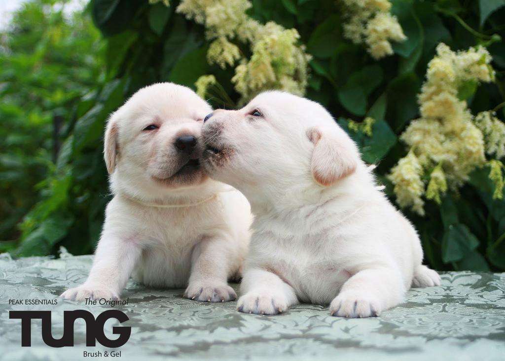 TUNGbrush's tweet photo. Look, Puppies!! #ThursdayTUNGs #Thursdaykiss #TUNGBrush #BadBreath #Kisses #FreshBreath #Diabetes #10second #BeYourAdventure #10SecondDifference #Review #BYA #Dog #KISS https://t.co/NazK9tfdWC