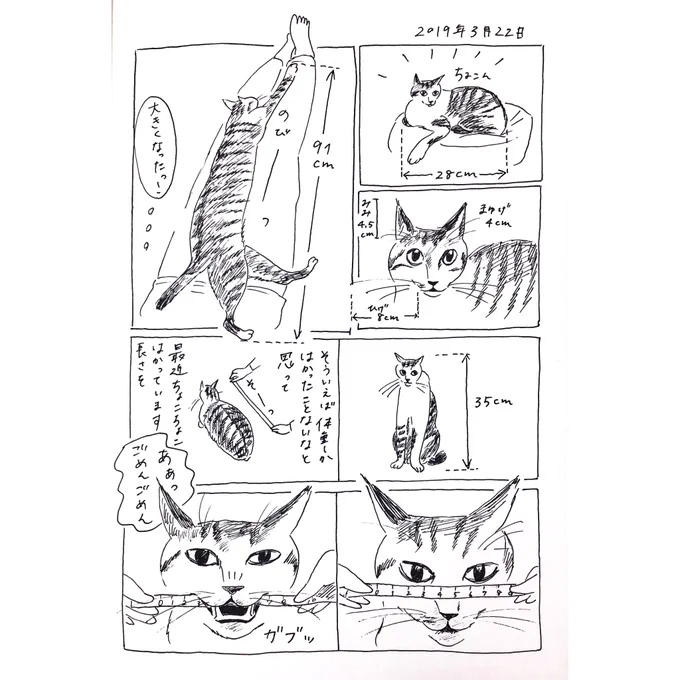 2019/3/22のぎんちゃん  #今日のぎんちゃん 