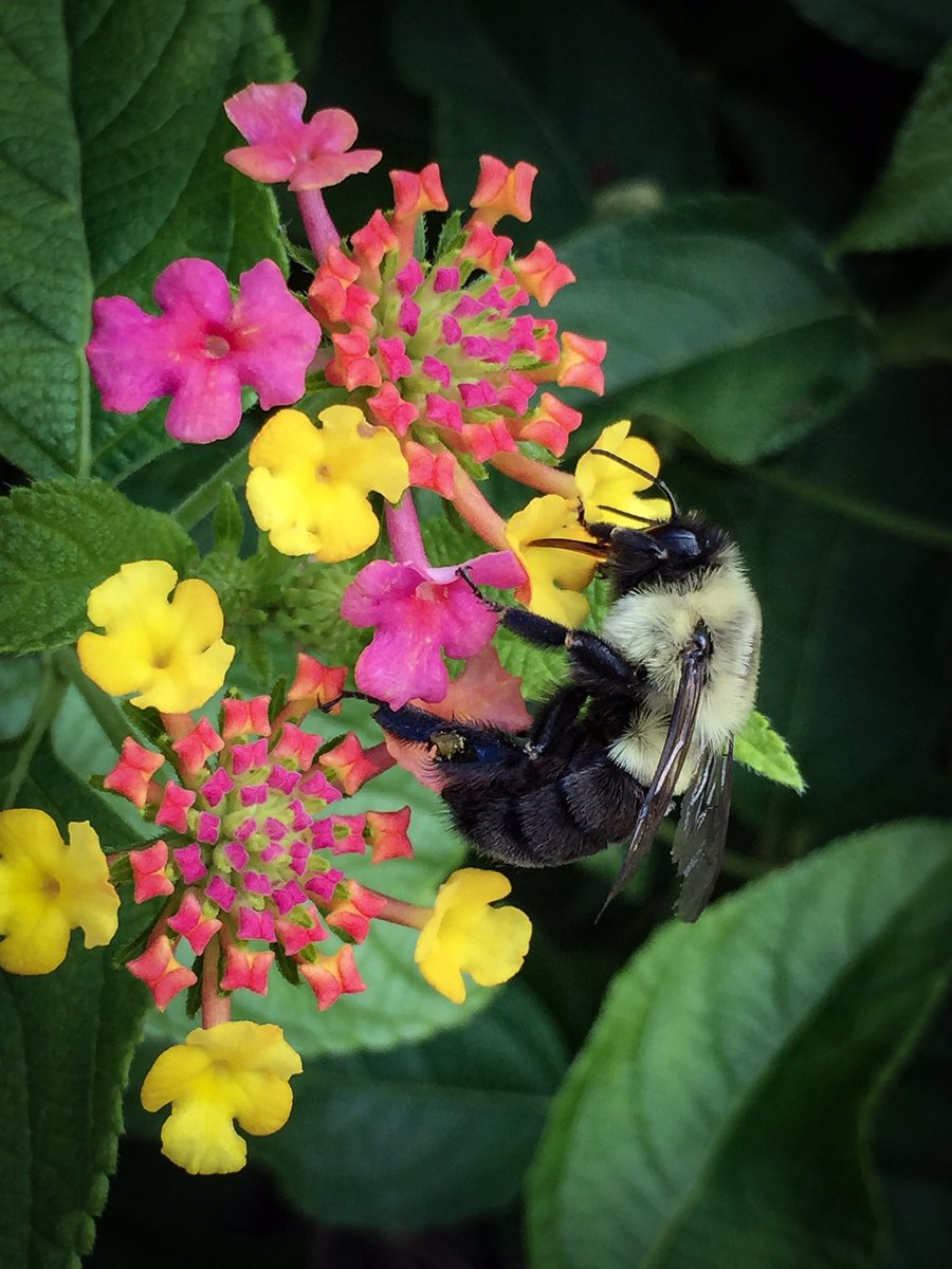 EPsPhotos's tweet photo. #spring #flowers #bee #iphone #springtime #outdoors #adventure https://t.co/mlTY3oOKkP