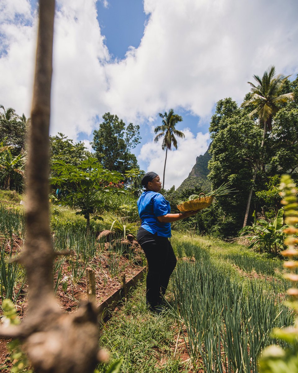 Stonefield_Res's tweet photo. The #MangoTreeRestaurant uses only #fresh local #ingredients including #organic #herbs #fruits and #vegetables grown on our #resort property and the rest of #SaintLucia 🌱🍌🥥🥑🥒🍅🍯
#garden #freshfood #caribbean #HealthyEating #healthylifestyle https://t.co/qgsHec3l5j