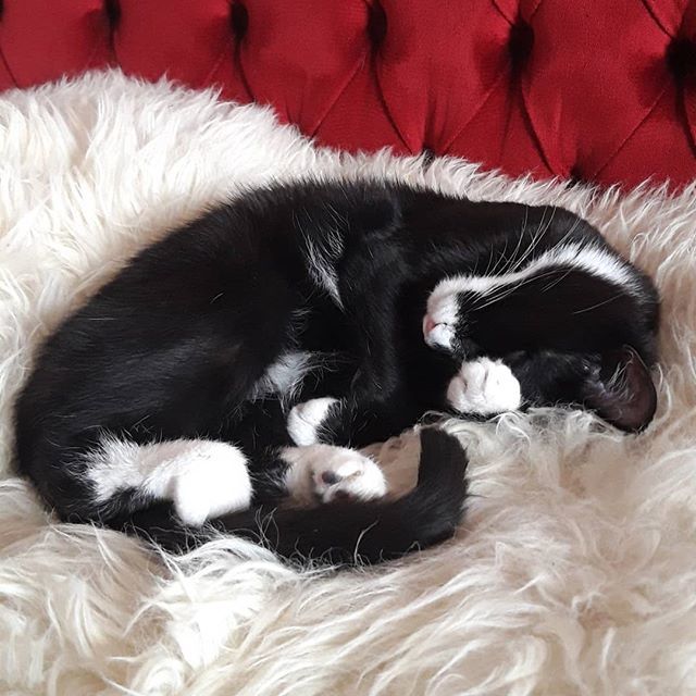 Purnauskis's tweet photo. 🆘️ Akuutti rapsutusvaje pöydässä viisi! 🆘️
#peltsa #kitten #catcafe #kissakahvila #purnauskis #tampere #visittampere https://t.co/n3iSaCxpzv https://t.co/PQcXgDQP1u