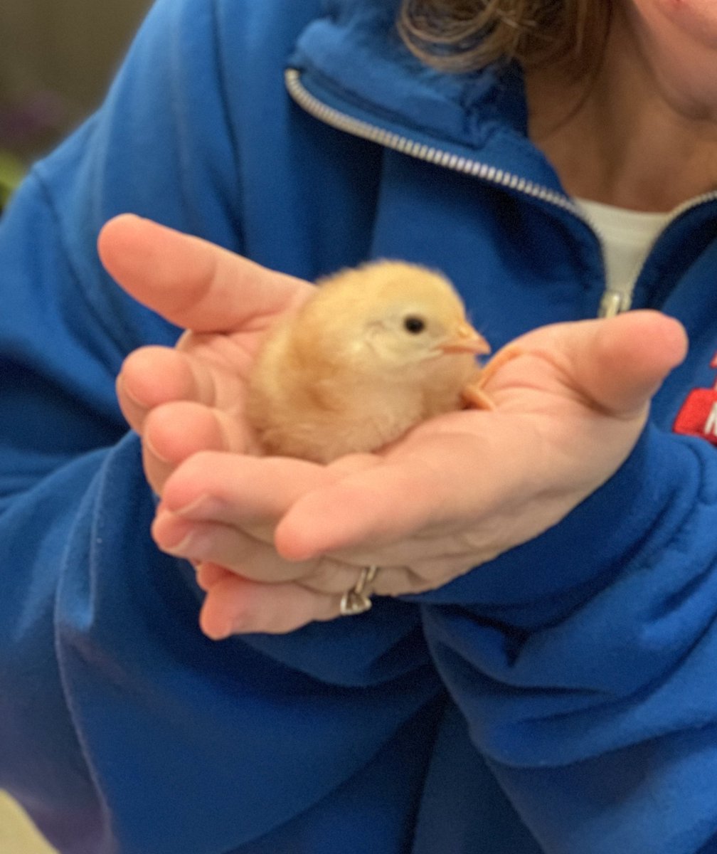 ModelLabDedic's tweet photo. It’s always a great day @EKUModel when you get to hold baby chickens that hatched this week! #ELScience #WishIhadaFarm https://t.co/2xY75LnK00