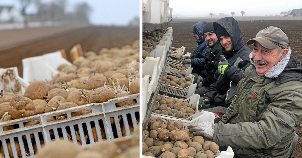 LandLantbruk's tweet image. Första potatisen i jorden: bit.ly/2JuE4gy #potatis #vårbruk #skåne